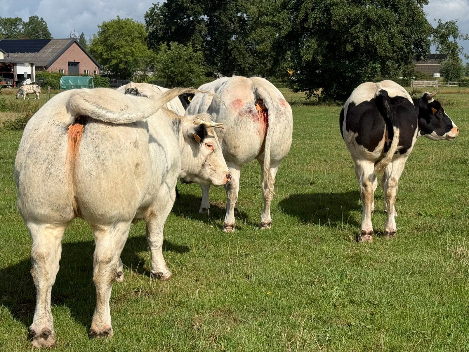 4 dikbil vaarsen te koop, Dieren en Toebehoren, Runderen, Vrouwelijk