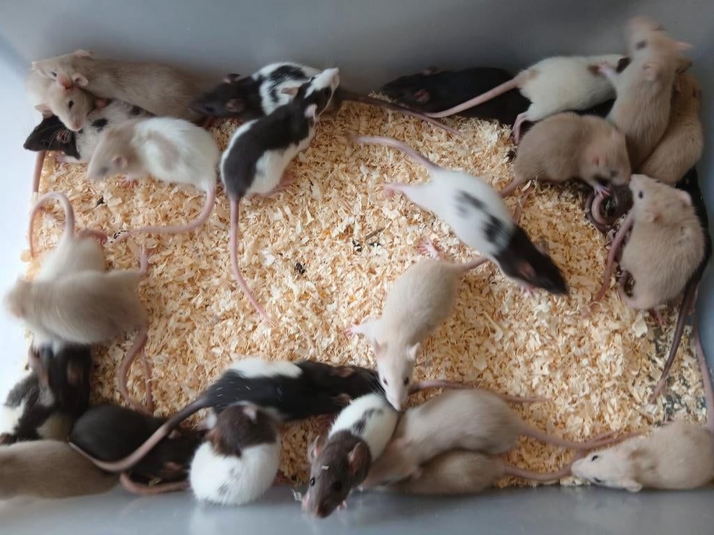 Ratten en muizen, Dieren en Toebehoren, Rat, Januari, Meerdere dieren, Tam