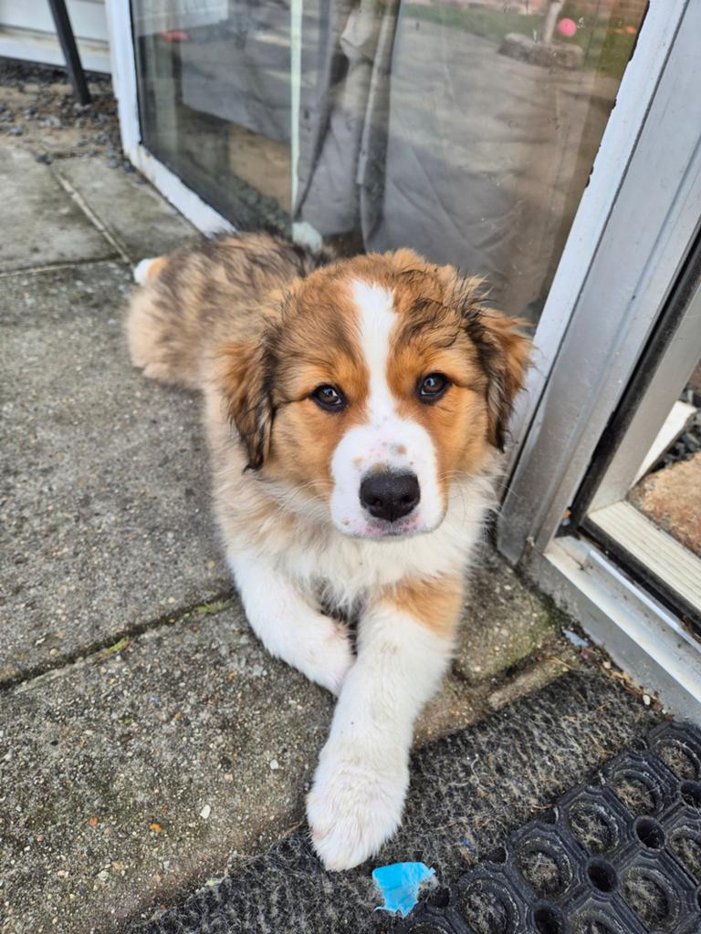 Australian Shepherd pup te koop, 8 tot 15 weken, Teef, Meerdere, Middel