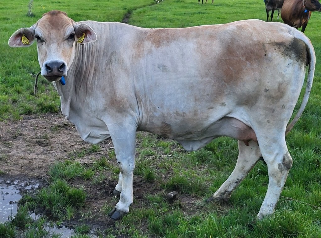 brahman koe, rund, Dieren en Toebehoren, Vrouwelijk, 3 tot 6 jaar