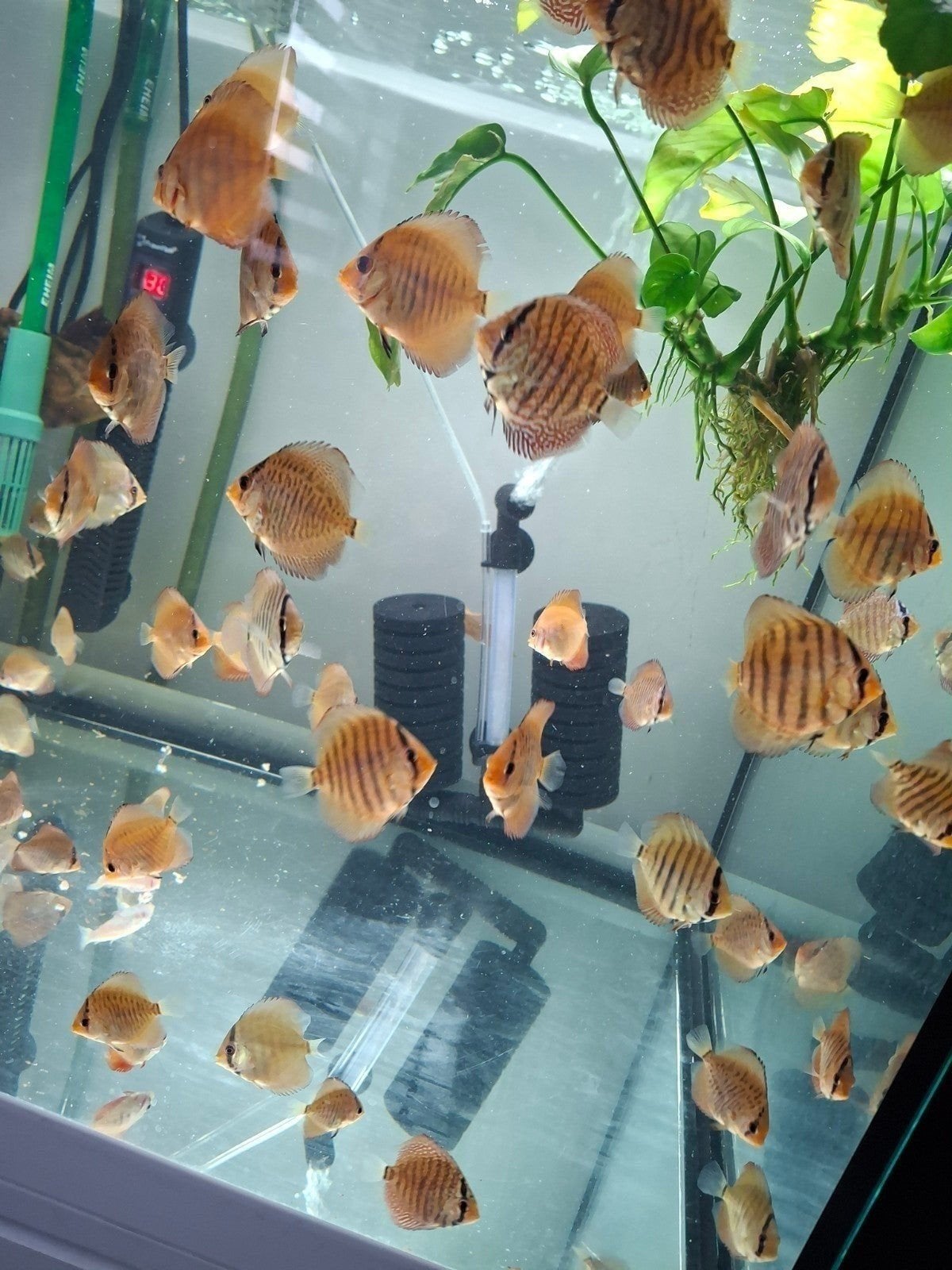 discusvissen 5 cm, Dieren en Toebehoren, Vis