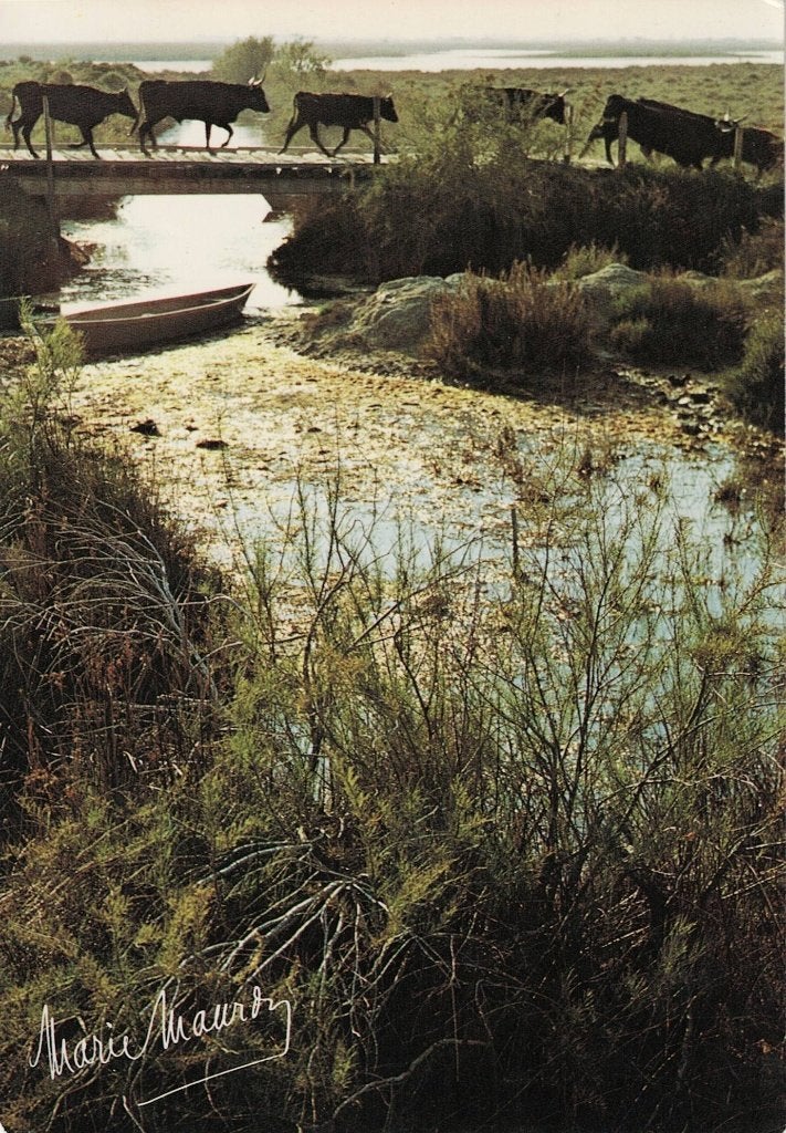 Koeien lopen over een houten brug 537, Verzamelen, Ophalen of Verzenden, 1980 tot heden, Gelopen, Overige soorten