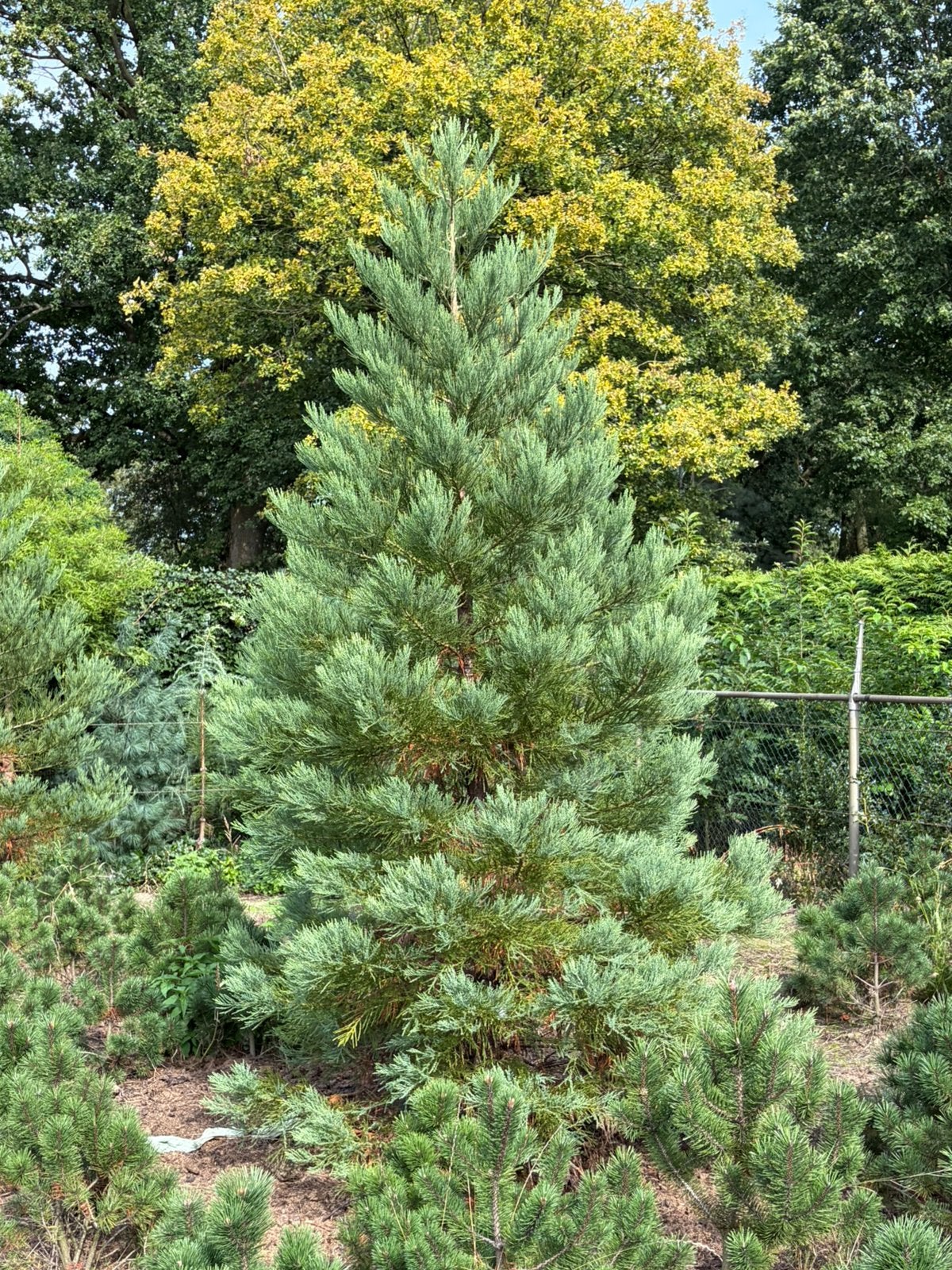 Sequoiadendron giganteum (mammoetboom), Ophalen, Volle zon, Overige soorten