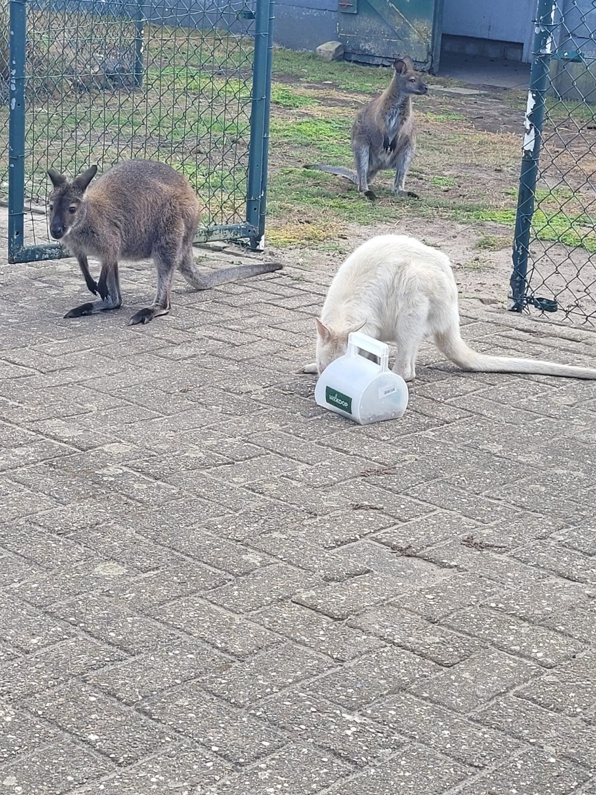 witte kangaroe, Februari, Meerdere dieren