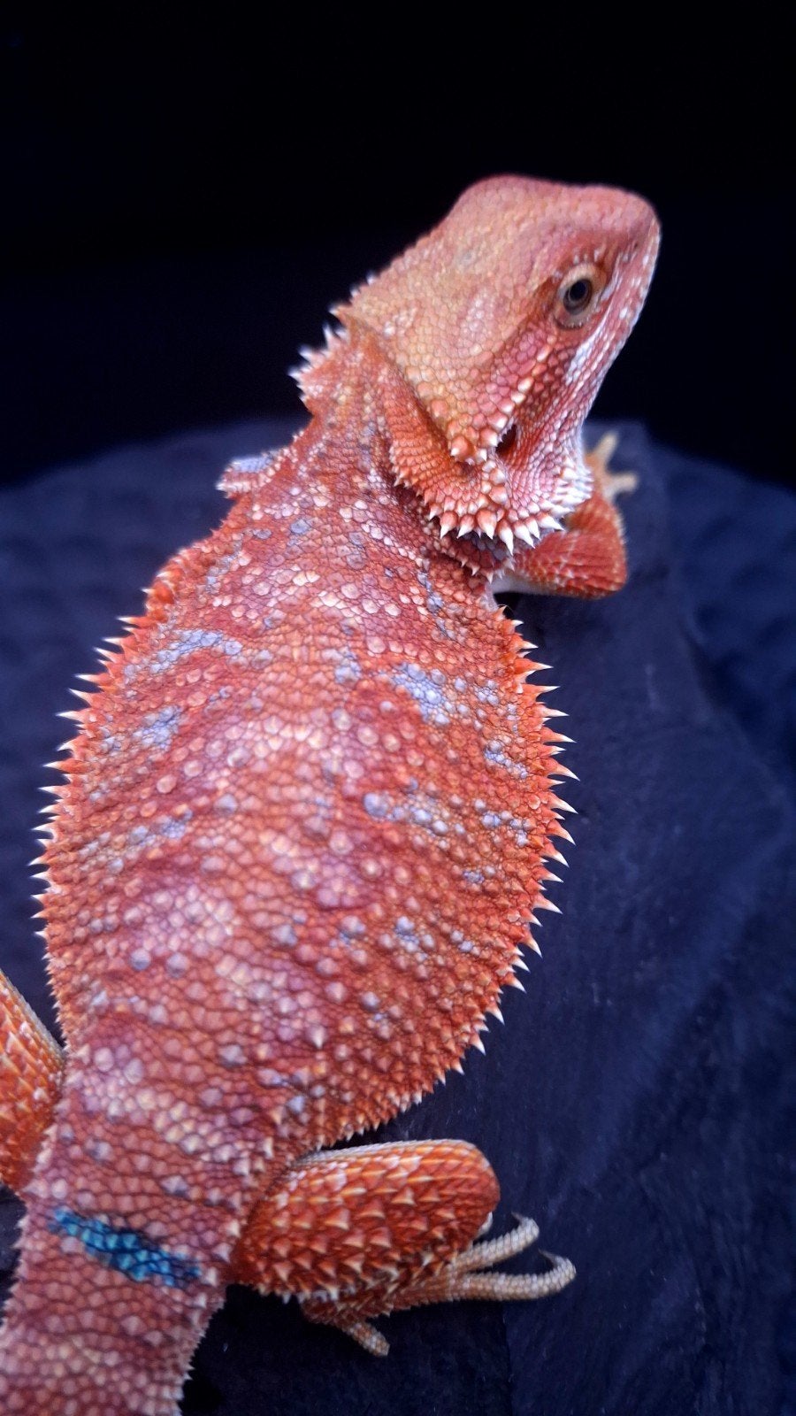 Red Hypo G-Stripe Blue Bar Baardagaam Man vam 9 weken oud Bearded Dragon - male for sale from Design Dragons