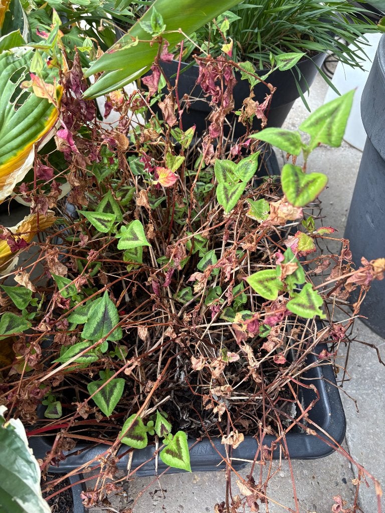 Persicaria fanthasy, Vaste plant, Halfschaduw, Zomer, Ophalen
