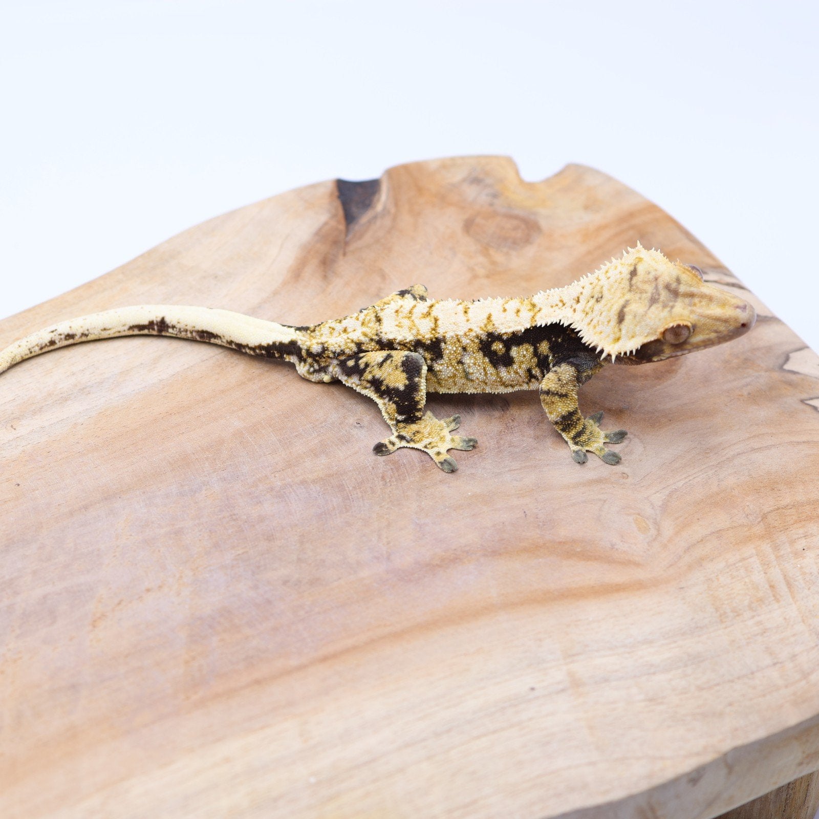 Correlophus ciliatus wimpergekko JOKERGECKOS 8, Dieren en Toebehoren, Hagedis, 0 tot 2 jaar