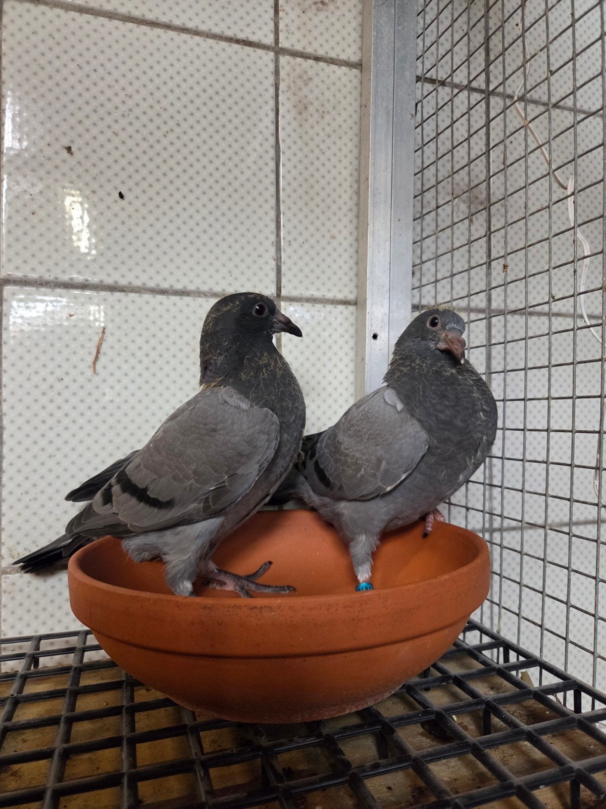 2 jonge postduiven, Dieren en Toebehoren, Vogels | Duiven, Meerdere dieren, Postduif