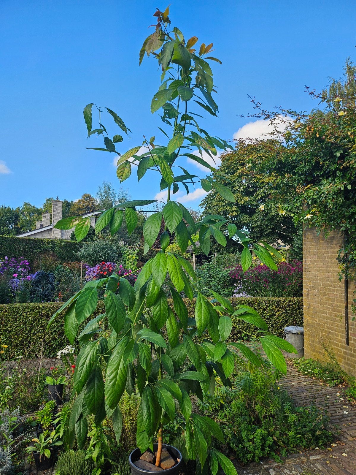 Avocadoboom, Huis en Inrichting, Ophalen, Halfschaduw