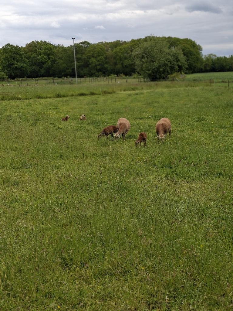 Te koop Nolana Landschapen met Lammeren, Dieren en Toebehoren, Meerdere dieren, Schaap, 3 tot 5 jaar