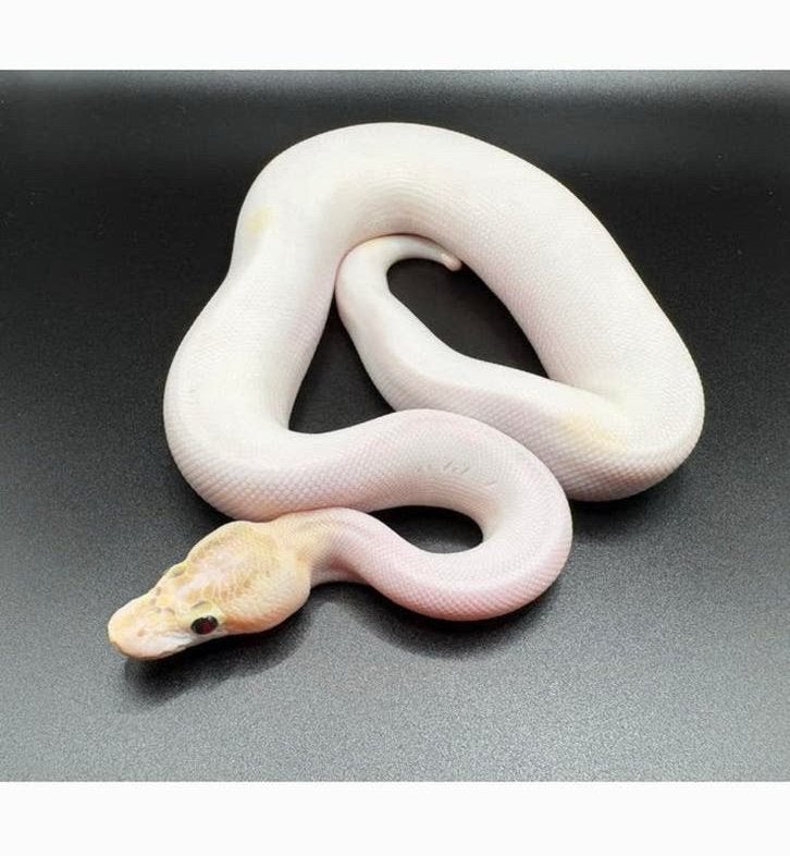 1.0 Ivory Pied ball python regius te koop Ball Python - male for sale from RPM