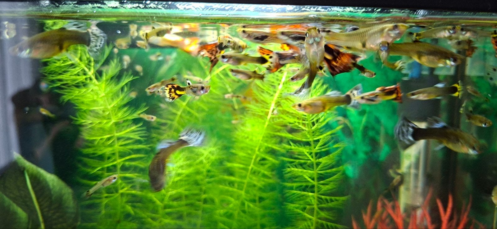 veel jonge guppys, Dieren en Toebehoren, Vis, Zoetwatervis