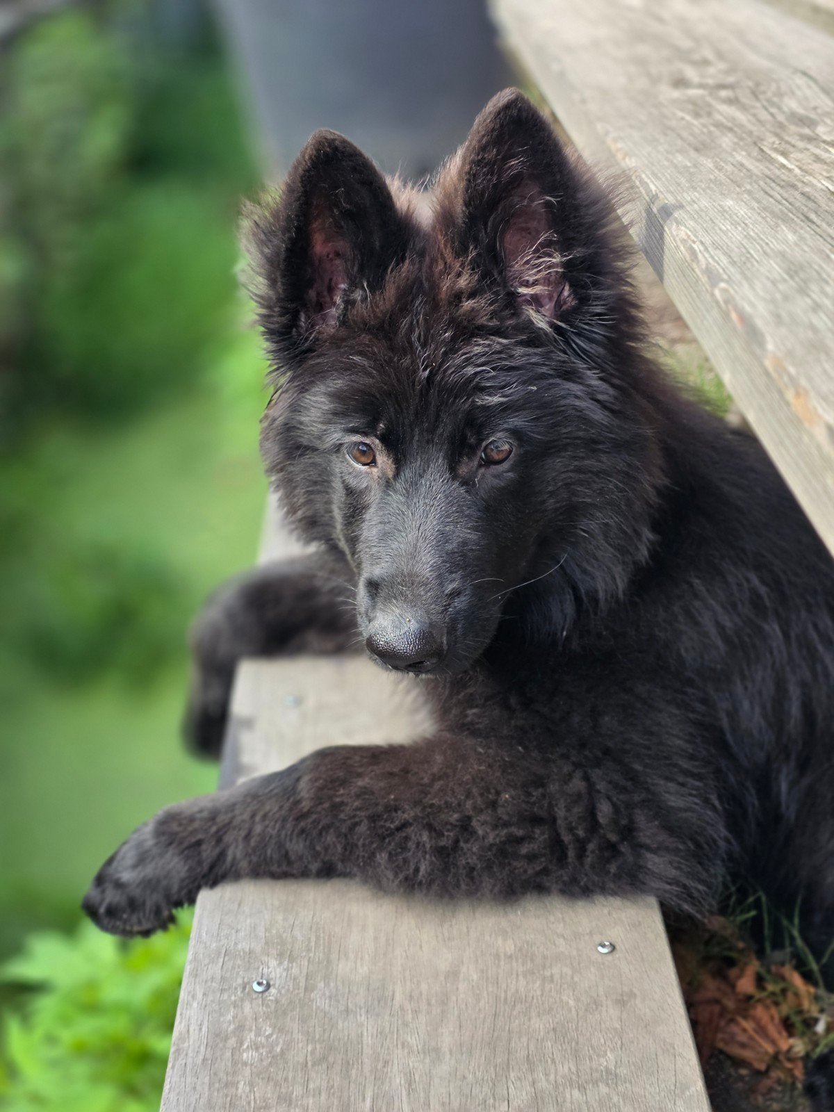 Duitse Herder Puppy, Dieren en Toebehoren, Honden | Herdershonden en Veedrijvers, 8 tot 15 weken, Teef, Eén hond, Herder