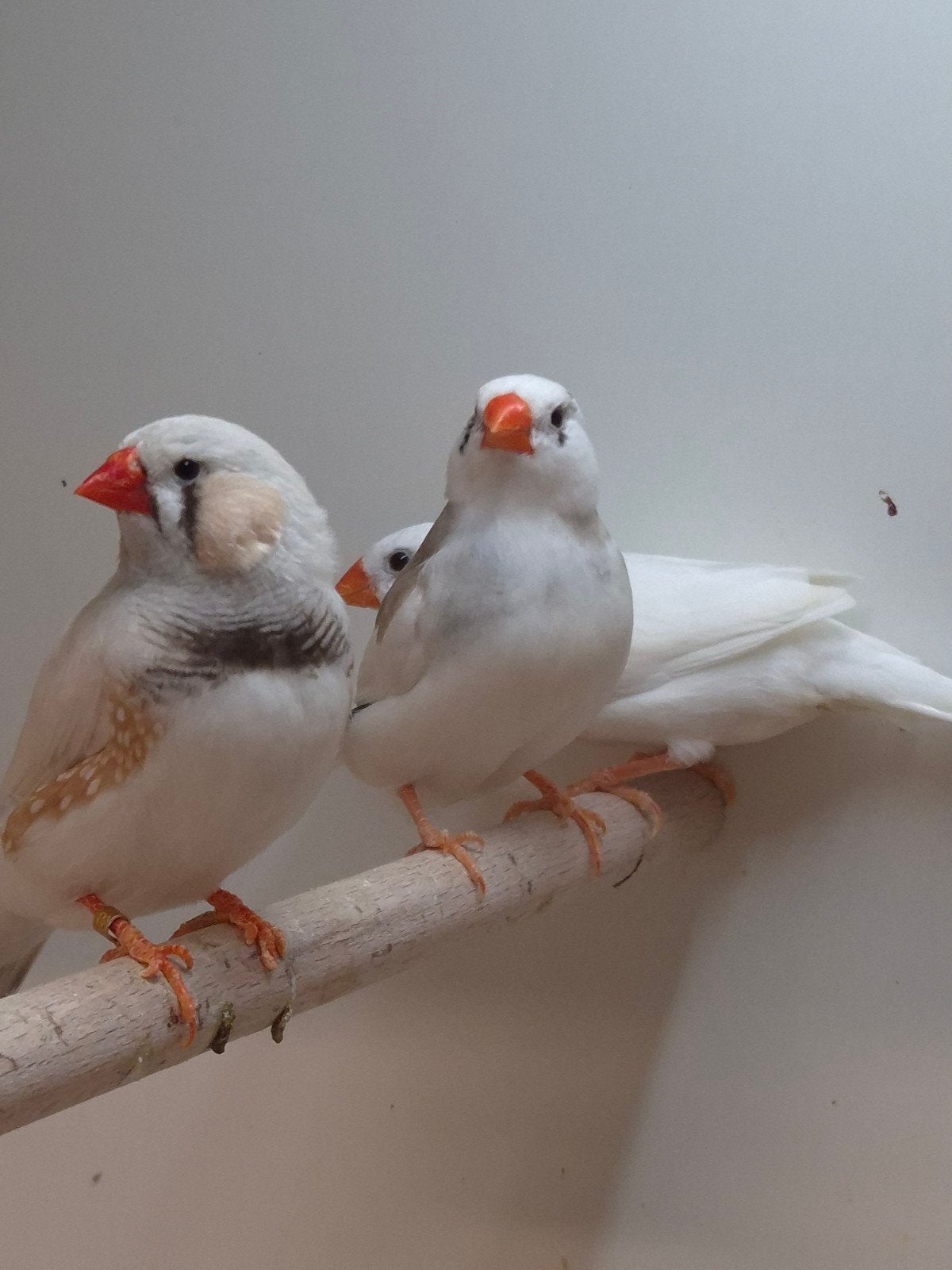 4-4 Zebravinken, Meerdere dieren, Tropenvogel, Geringd