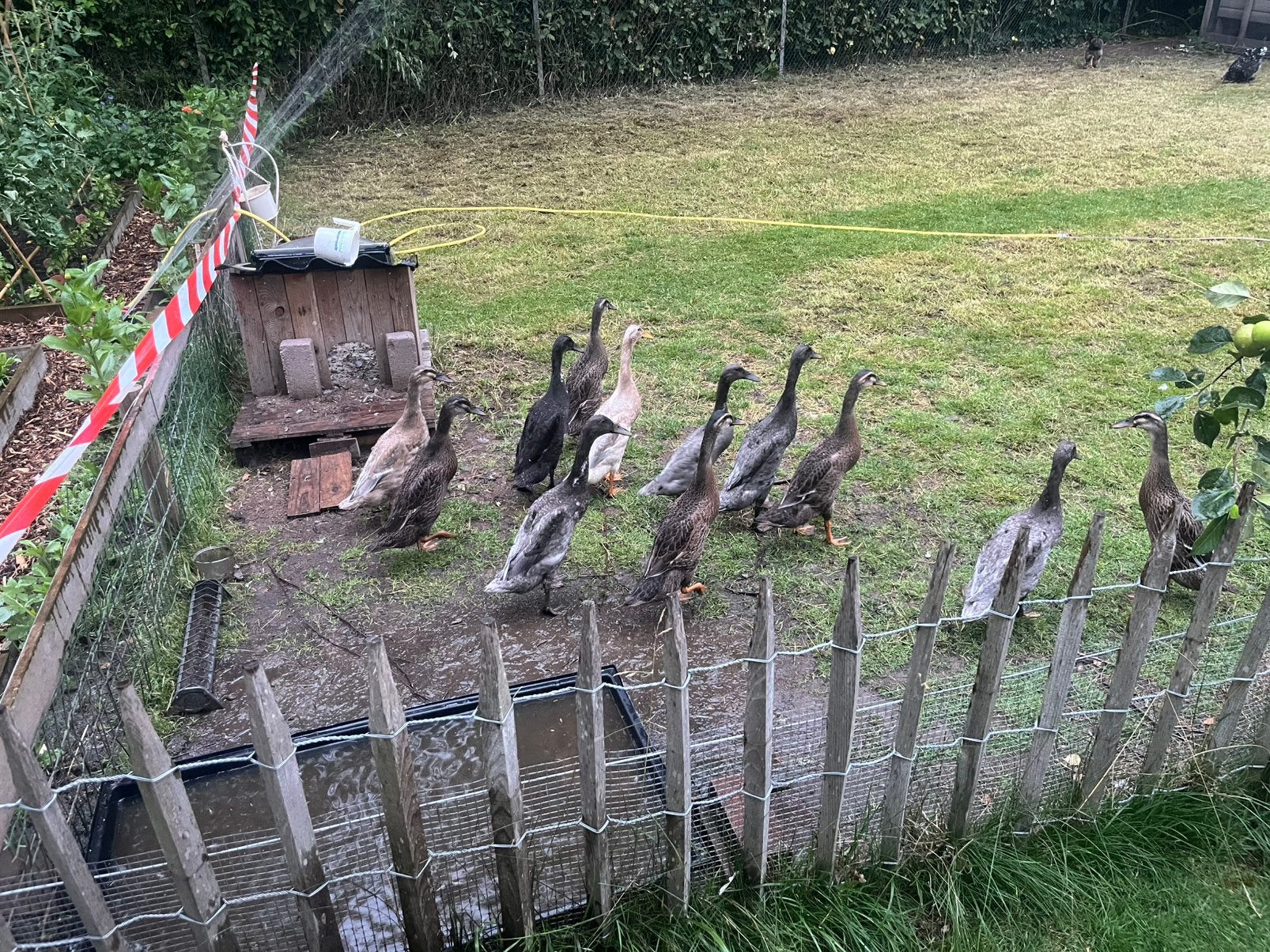 Indische loopeenden, Meerdere dieren, Eend