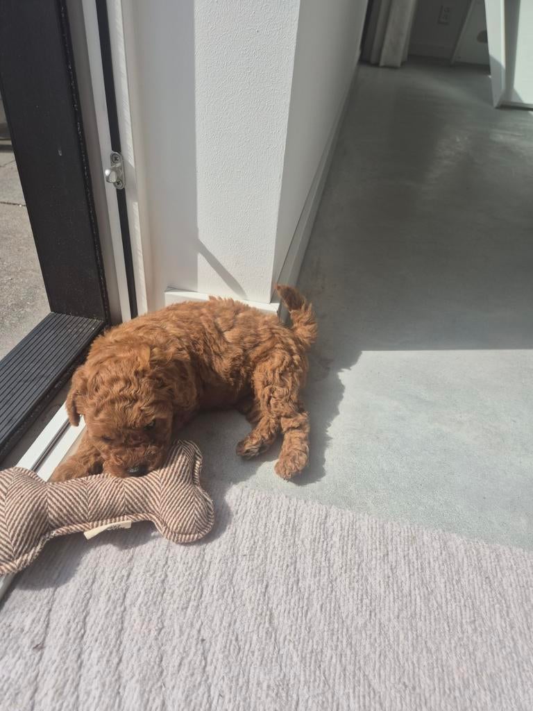 Toypoedel reu 8,5 week oud., Dieren en Toebehoren, Reu, 8 tot 15 weken, Eén hond, Nederland