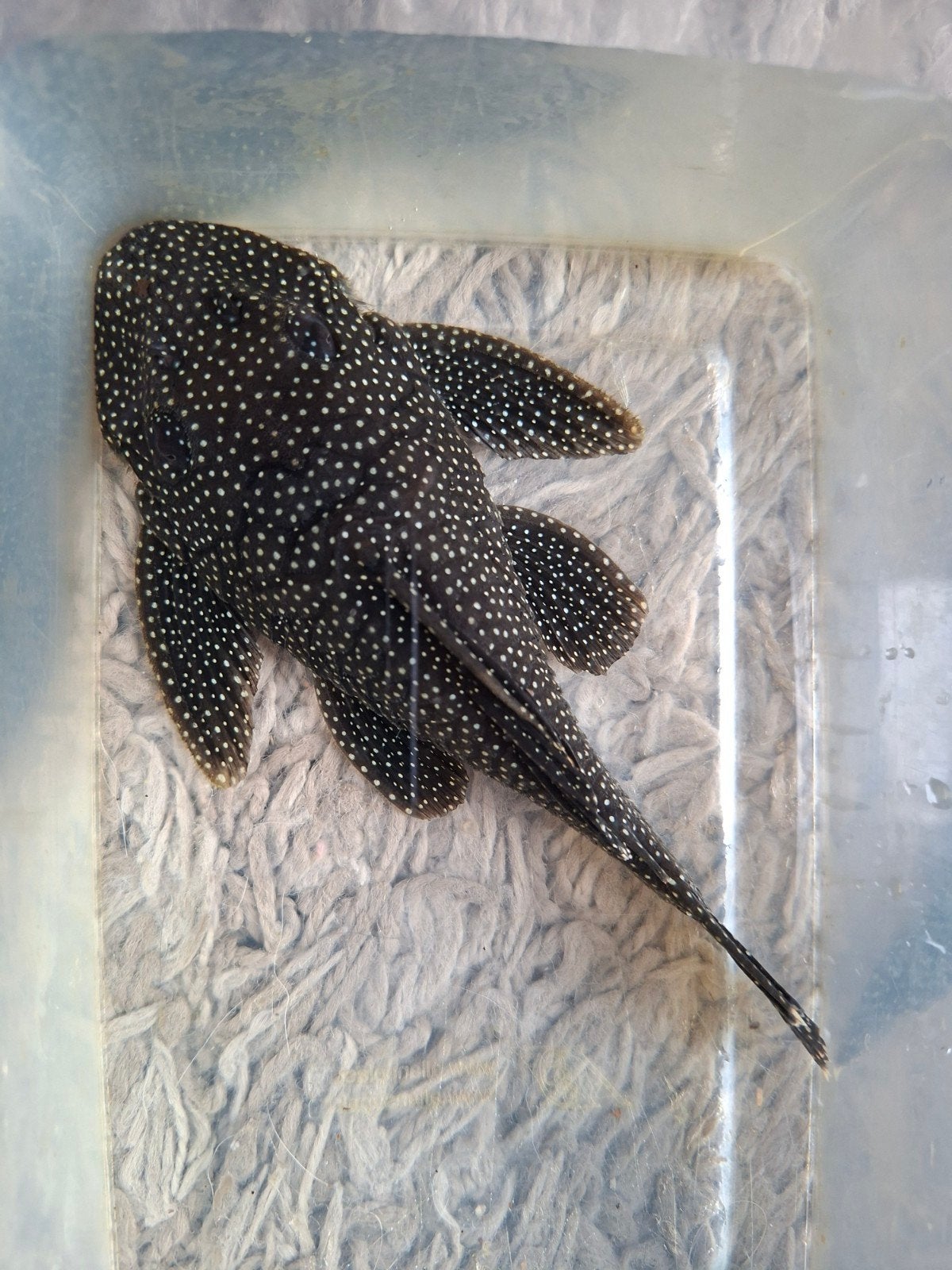 L081 small spot golden nugget 12/13cm, Vis