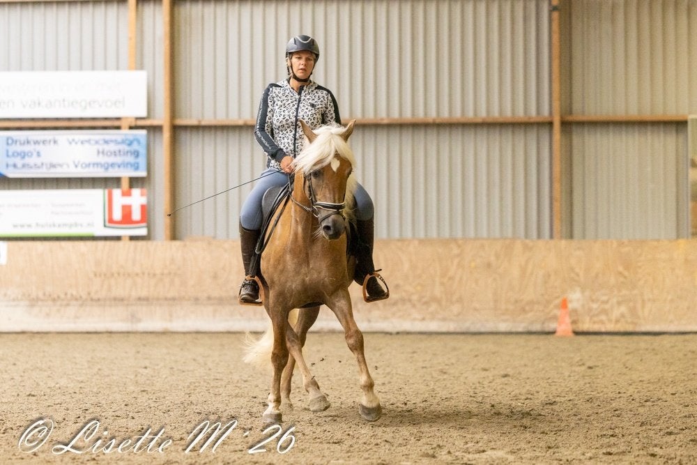 Haflinger sport merrie Z dressuur, Merrie, Minder dan 160 cm, Met stamboom, Z