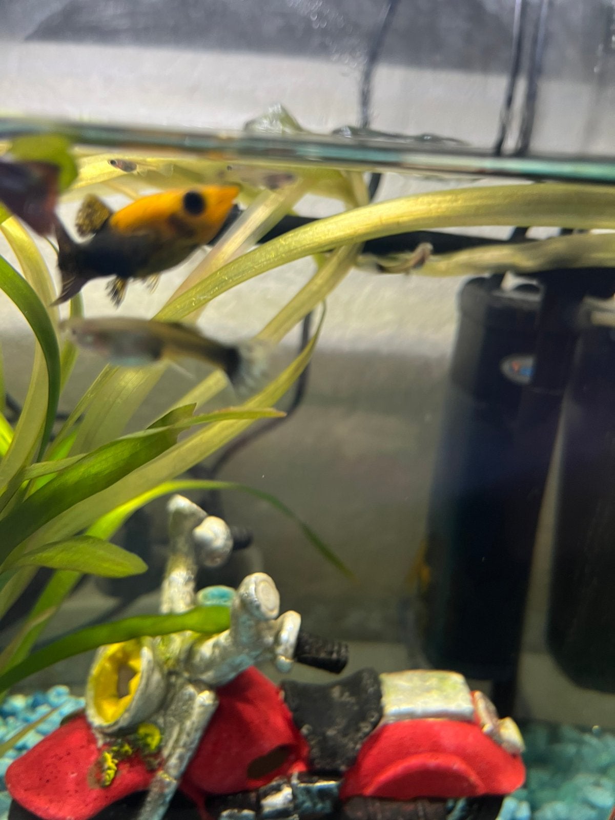 Guppy’s tekoop, Vis