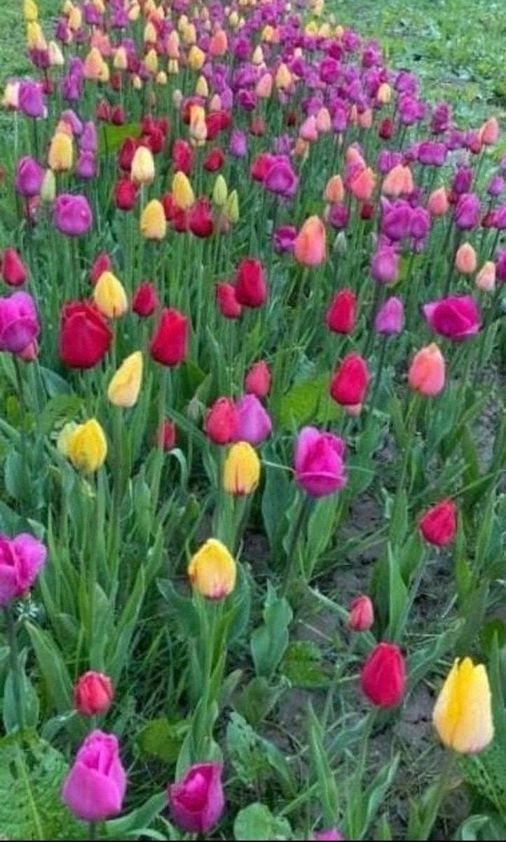 1000 tulpenbollen 150 euro gemixte kleuren, Ophalen of Verzenden, Najaar, Volle zon, Bloembol