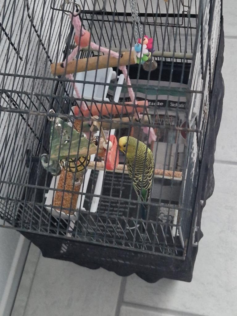 Vogels, Mannelijk, Kropper