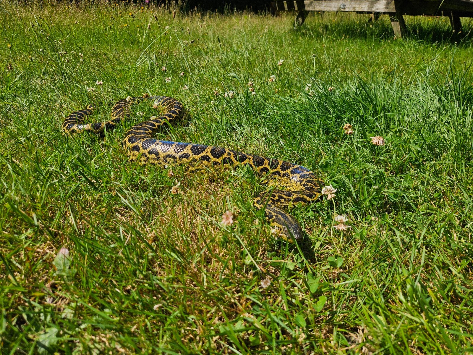Mooie gele anaconda 3 jaar oud, 180 cm., Slang, 3 tot 6 jaar