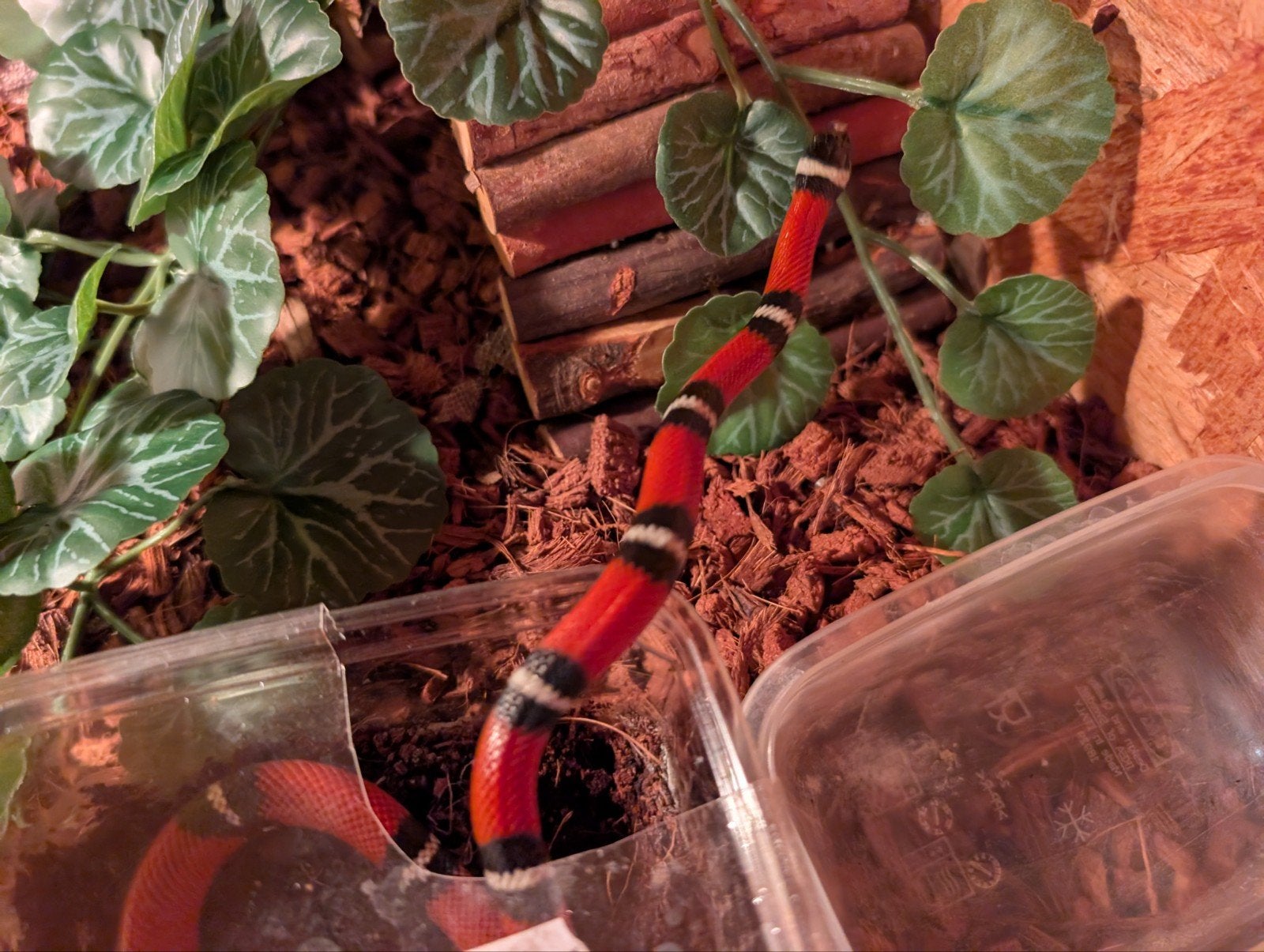 Melkslang 0.0.1 nk 2025 Milk Snake - female for sale from Simone