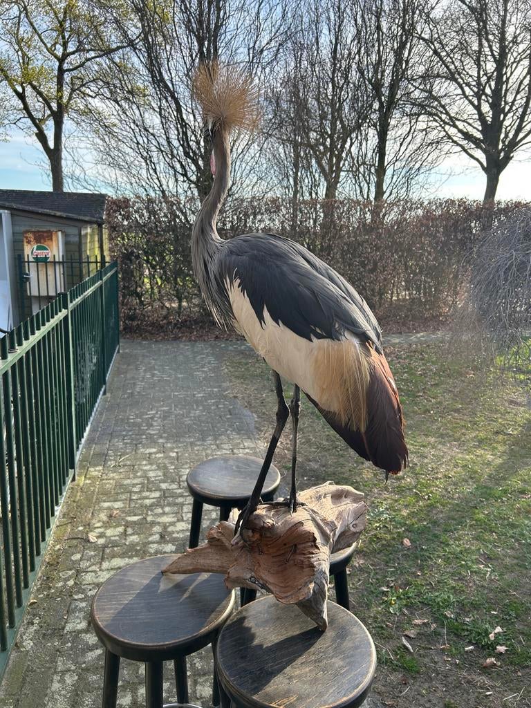 Prachtige recent opgezette kroonkraanvogel, Ophalen of Verzenden, Zo goed als nieuw, Vogel, Opgezet dier