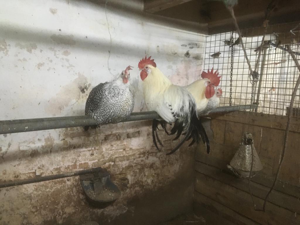 Haan. Friese hoen. Zilverpel, Dieren en Toebehoren, Pluimvee, Mannelijk, Kip