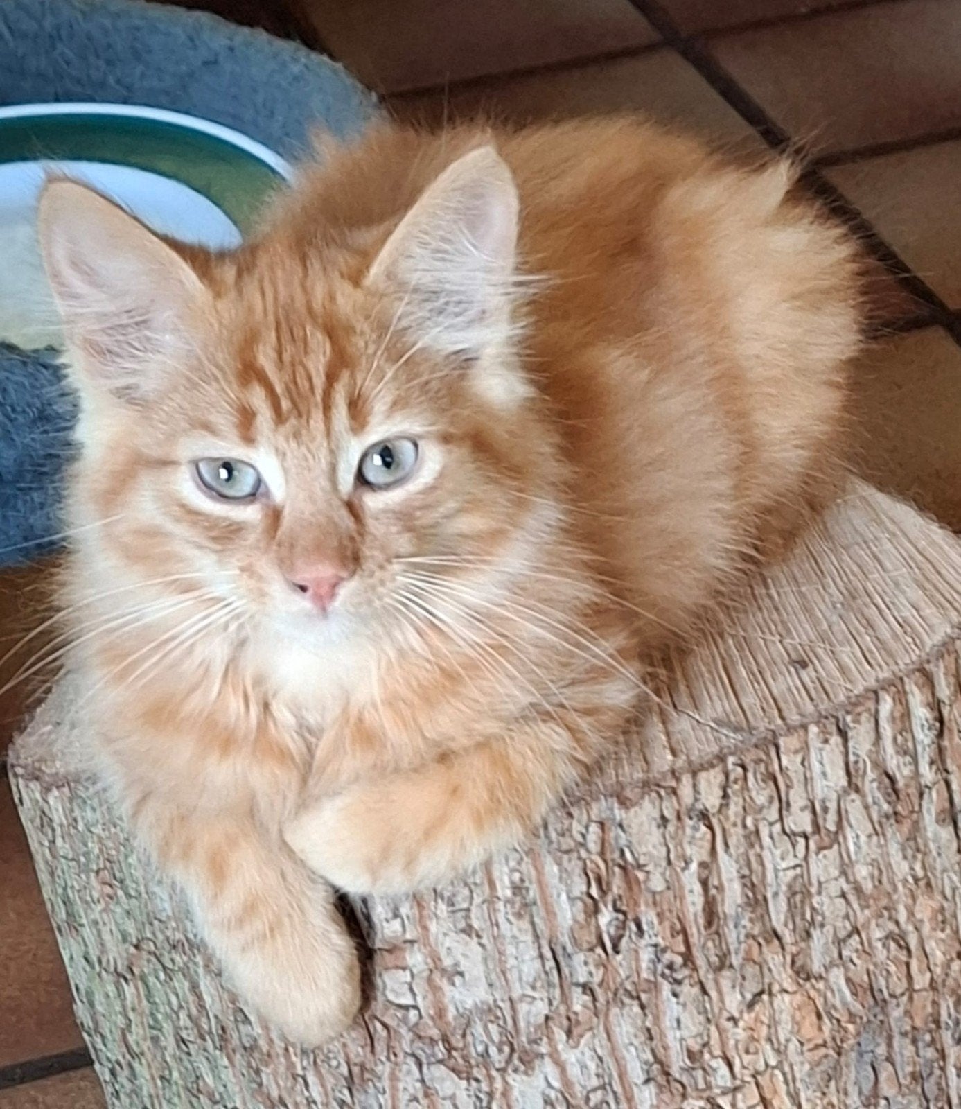 Langharige kater, rode katertje en schildpadpoesjes, Dieren en Toebehoren, Meerdere dieren, Ontwormd, 0 tot 2 jaar