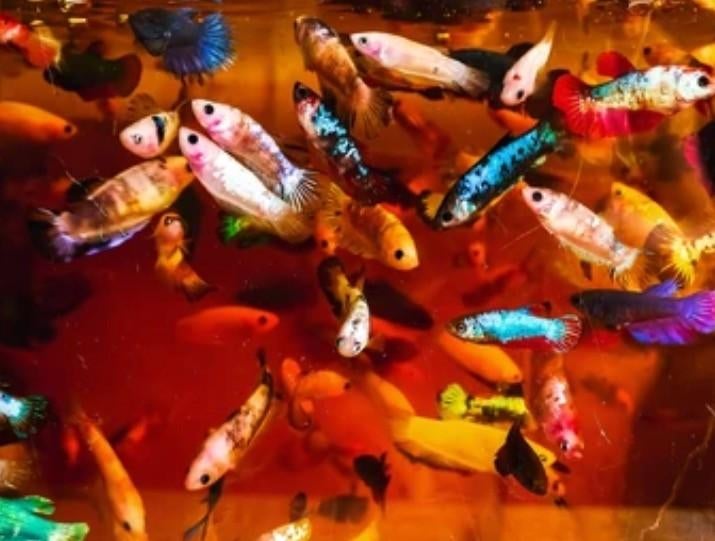 Betta Splendens - Kempvis vrouw random of Koi Betta vissen, Vis