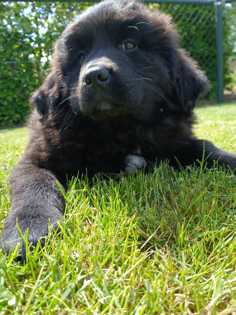 New foundlander gekruist met berner sennen, Parvo, Reu, 8 tot 15 weken, Eén hond