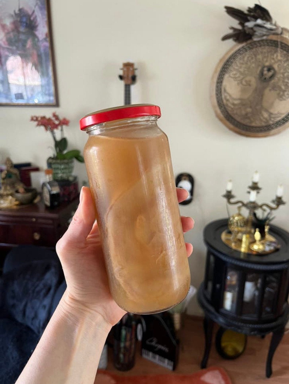 Kombucha Starter Culture (SCOBY) + Starter Tea — Bio, Ophalen of Verzenden, Minder dan 100 cm