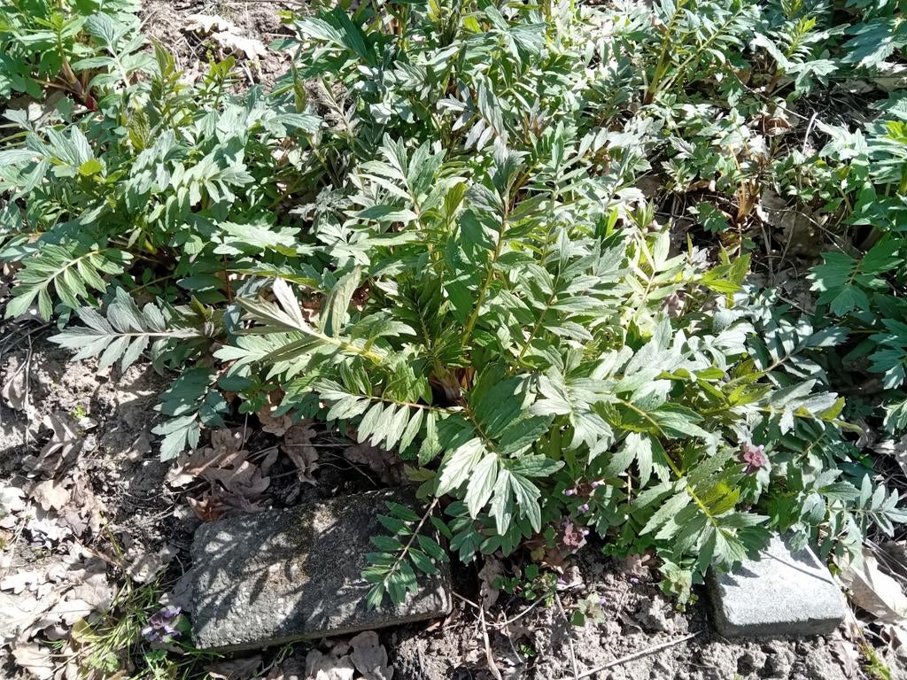 Valeriaan en kervelplanten, Ophalen, Overige soorten, Minder dan 100 cm