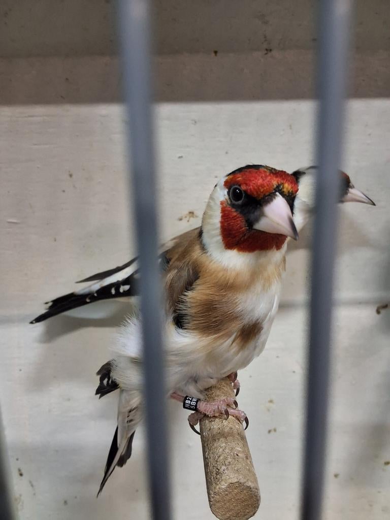 Prachtig koppel Major Putters, Dieren en Toebehoren, Vogels | Overige Vogels, Meerdere dieren, Wildzangvogel, Geringd