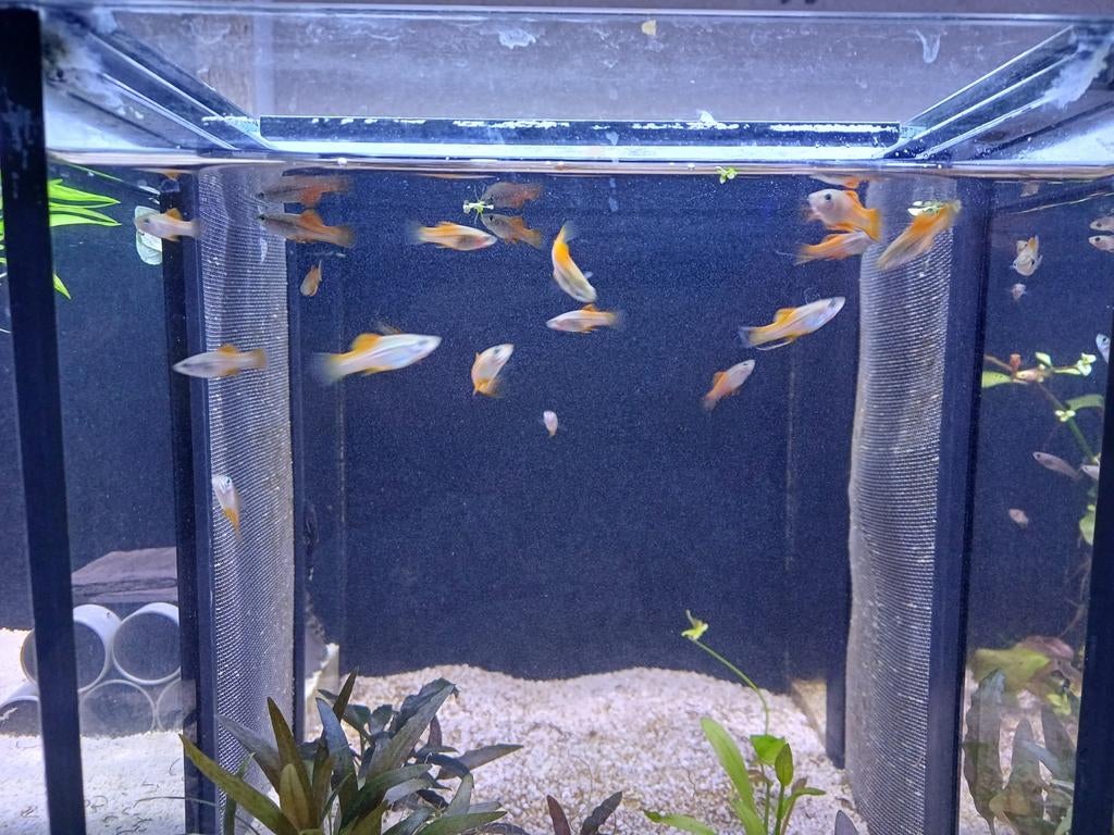Jonge Zwaarddragers kleur Neon, Vis