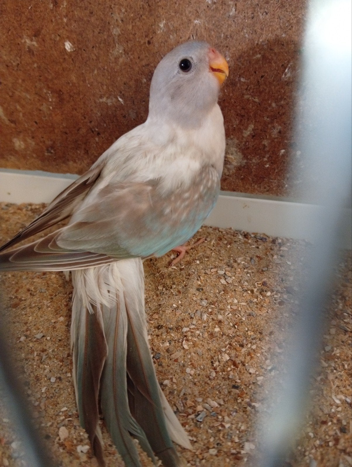 Splendid cinnamon blauw opaline 26, Dieren en Toebehoren, Vrouwelijk, Parkiet, Geringd