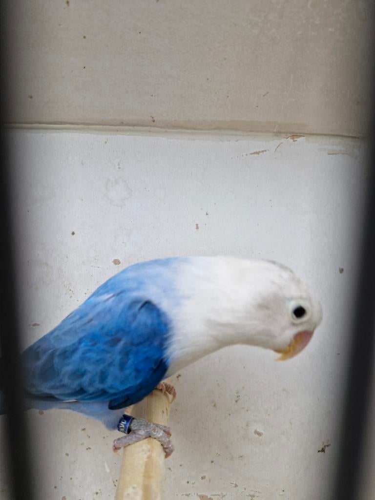 Blauwe Opaline fischeri kweek man, Meerdere dieren, Dwergpapegaai of Agapornis