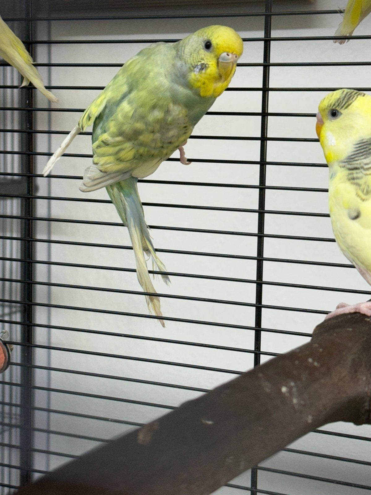 Diverse vogels, Meerdere dieren, Papegaai