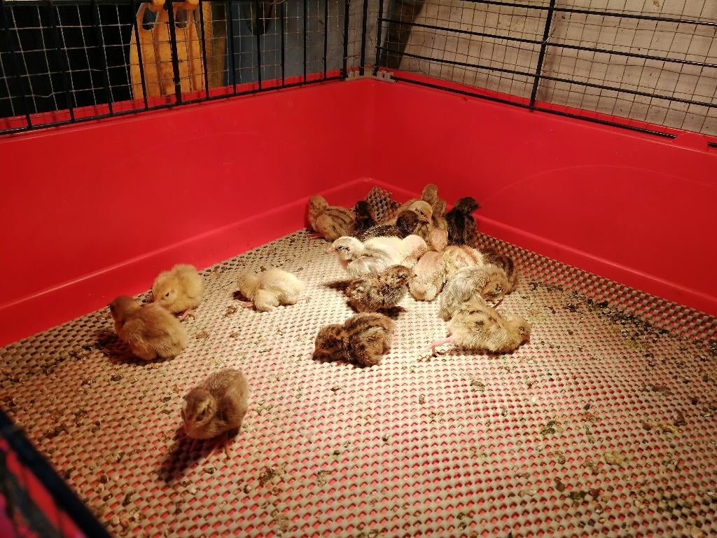 Japanse kwartel kuikens, Dieren en Toebehoren, Pluimvee, Geslacht onbekend, Overige soorten