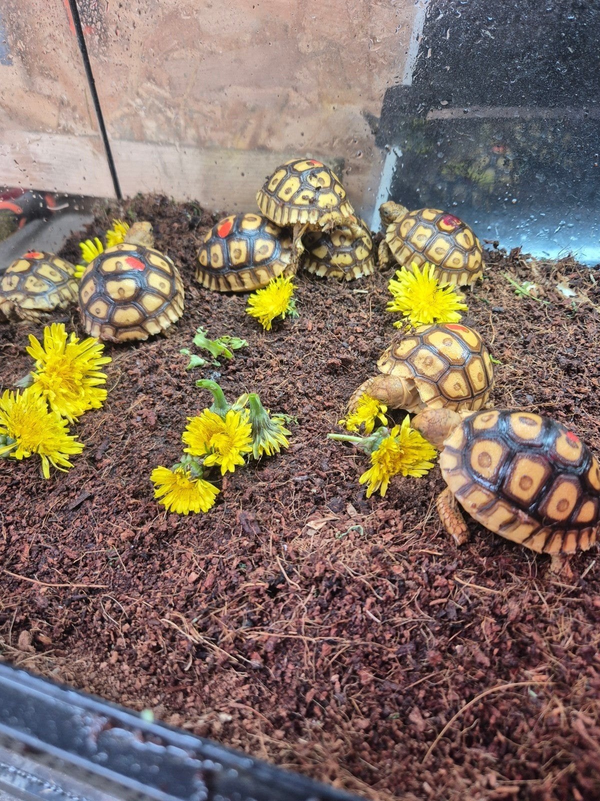 Gevraagd landschildpad of koppel landschildpadden, Dieren en Toebehoren, Reptielen en Amfibieën, Slang