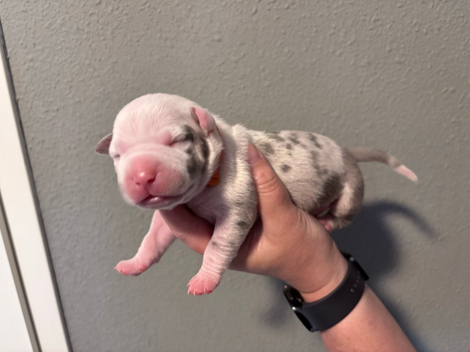 Zeer mooie American Bully’s, Dieren en Toebehoren, 8 tot 15 weken, Groot, CDV (hondenziekte), Meerdere