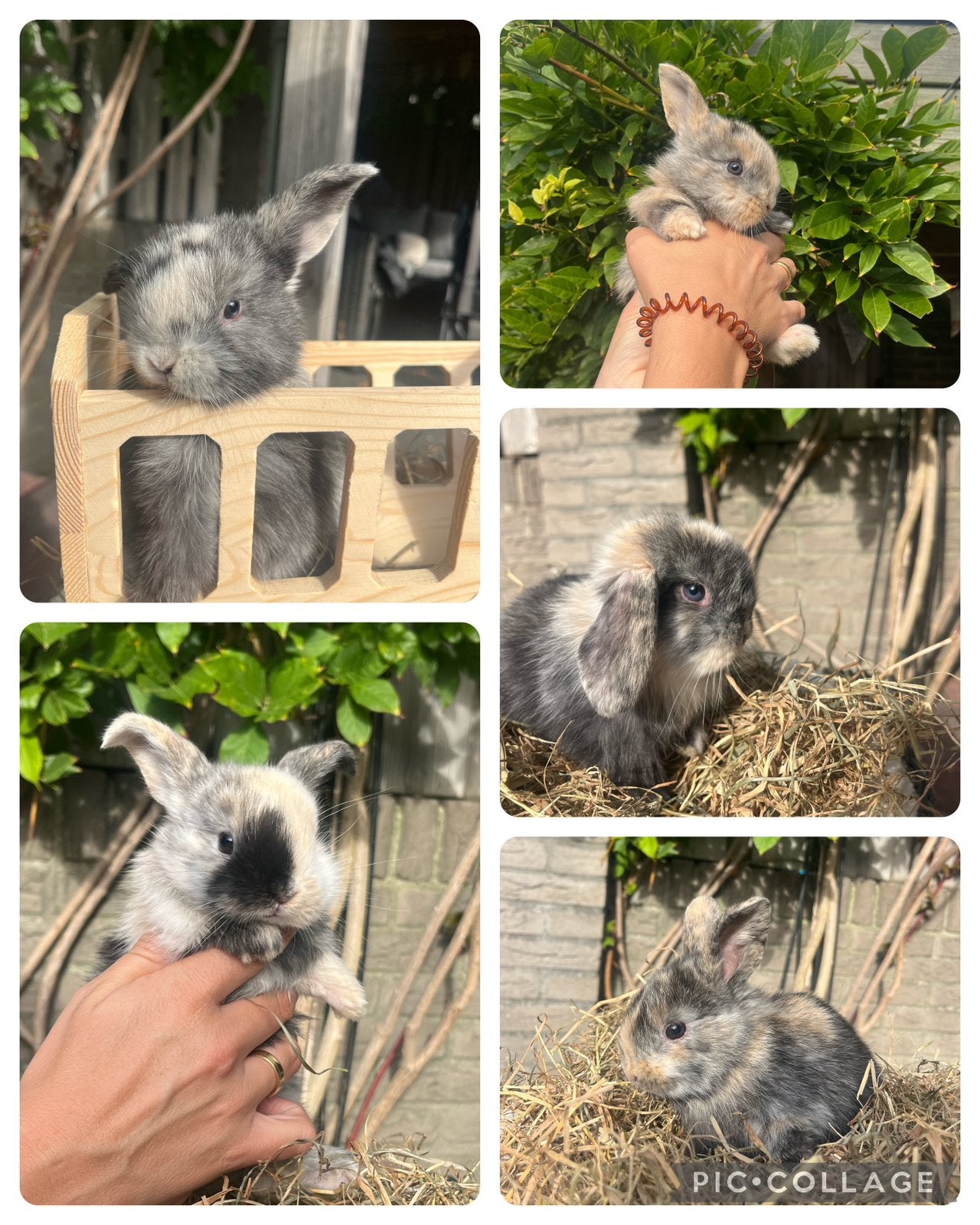 Bonte dwerg hangoor konijntjes konijn, Dieren en Toebehoren, Meerdere dieren, Dwerg, Hangoor