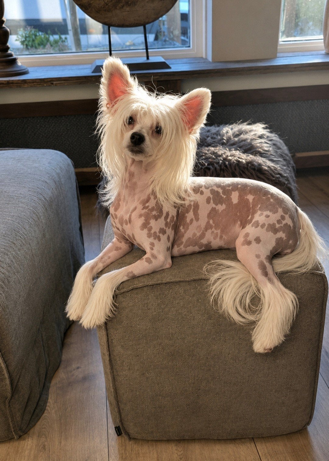 Chinese Naakthond x Chihuahua puppy’s, Dieren en Toebehoren, Honden | Chihuahua's en Gezelschapshonden, Overige rassen, 8 tot 15 weken