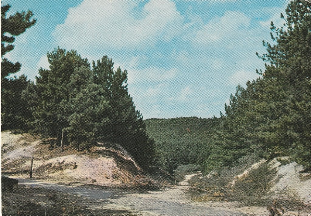 BURGH-HAAMSTEDE Domaniale Bossen met Roodstempel, Verzamelen, Ansichtkaarten | Nederland, Verzenden, 1960 tot 1980, Gelopen, Zeeland