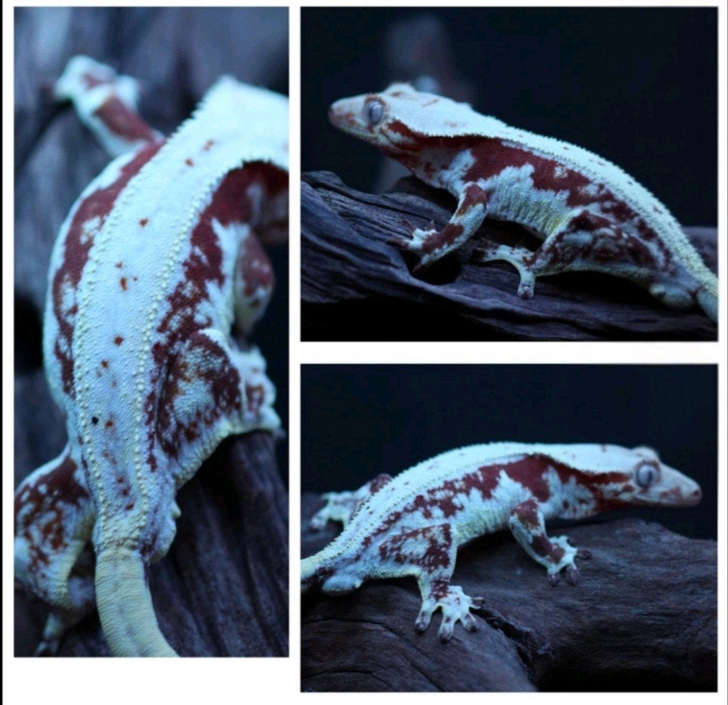Red lilly white inclusief terrarium, Hagedis, Met terrarium, 3 tot 6 jaar