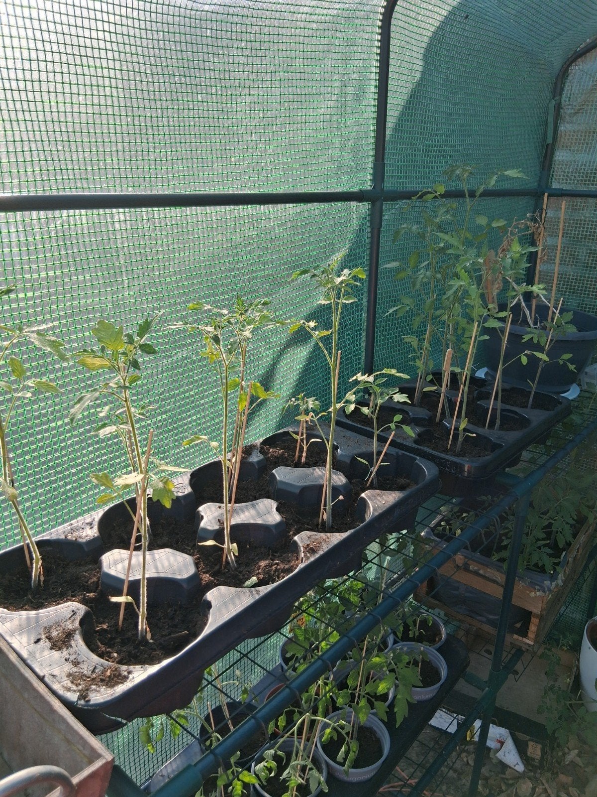 Gele cherry tomatenplantjes, Tuin en Terras, Ophalen