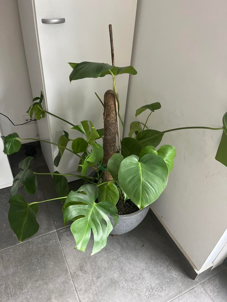 Grote Monstera Deliciosa met mosstok, Ophalen, 100 tot 150 cm, Overige soorten, Halfschaduw