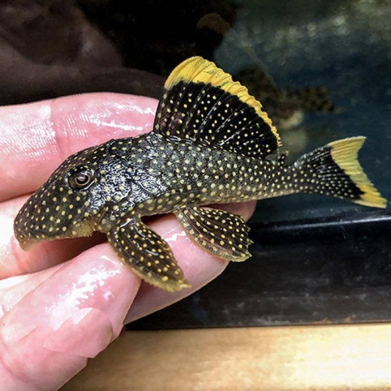 L081 Pleco Baryancistrus sp. 7-8 cm, Vis, Zoetwatervis