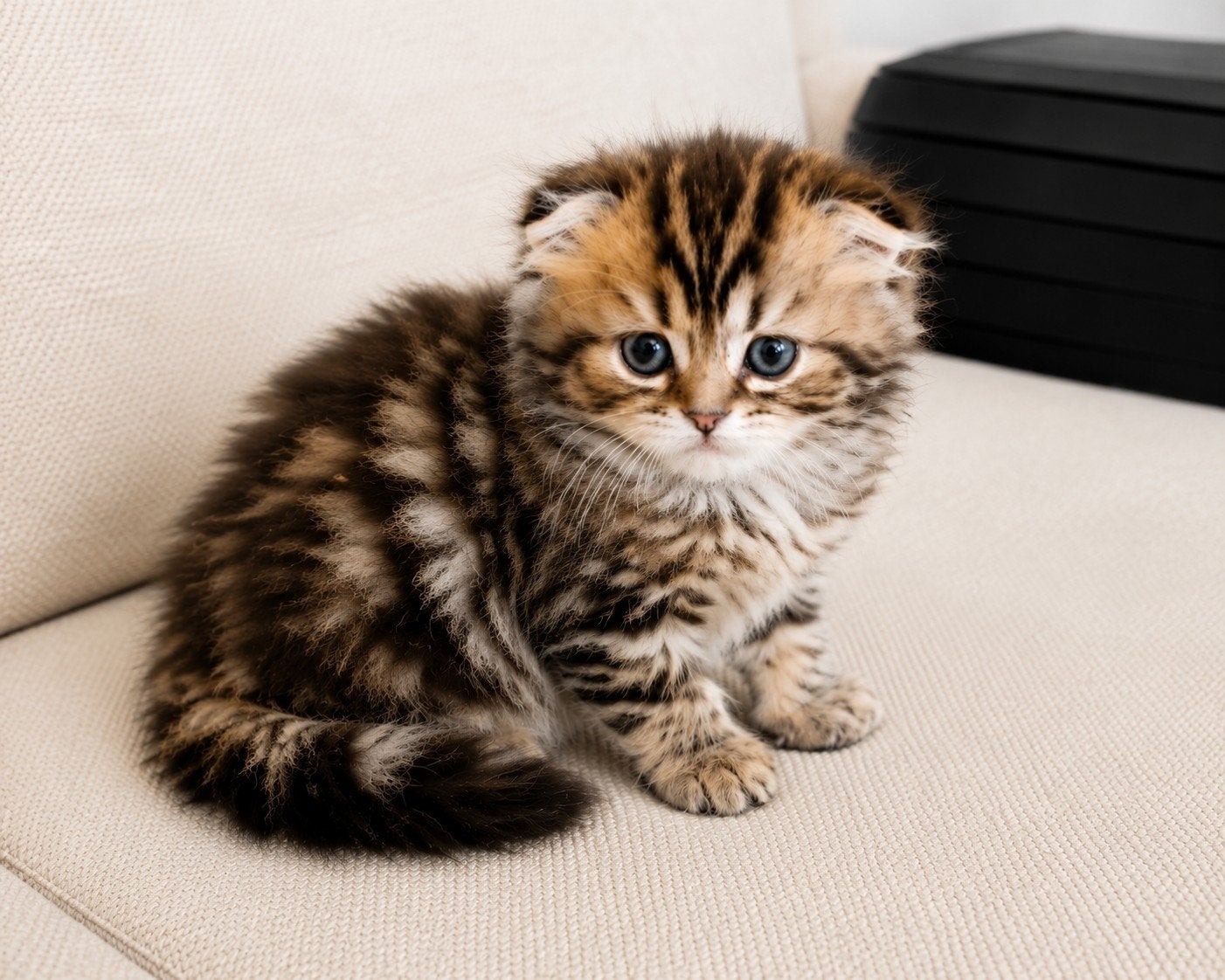 Britse langhaar kittens, Dieren en Toebehoren, Katten en Kittens | Raskatten | Langhaar, Poes